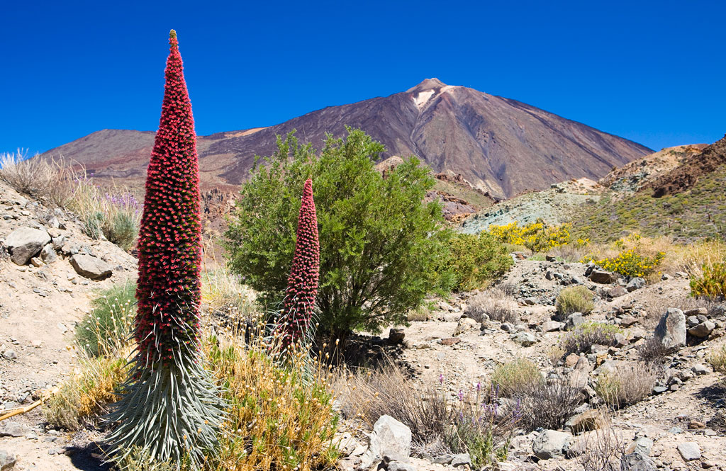Rote Tajinastes blühen im Nationalpark Teide auf Teneriffa.