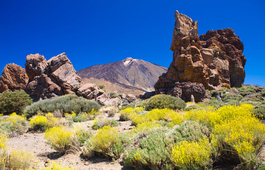 Felsige Landschaft mit gelber Flora und der Teide im Hintergrund, Teneriffa.