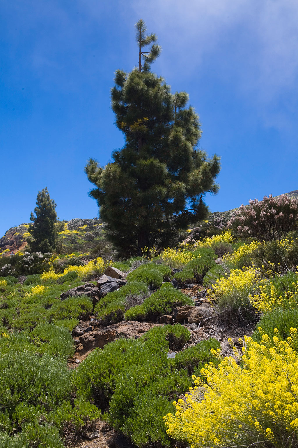 Kiefern, umgeben von gelben Blüten im Nationalpark Teide, Teneriffa.