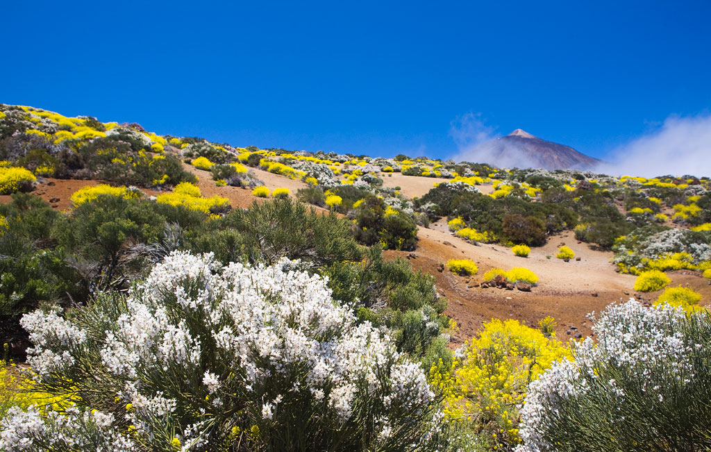 Vegetation im Nationalpark Teide auf Teneriffa, mit Bergen im Hintergrund.