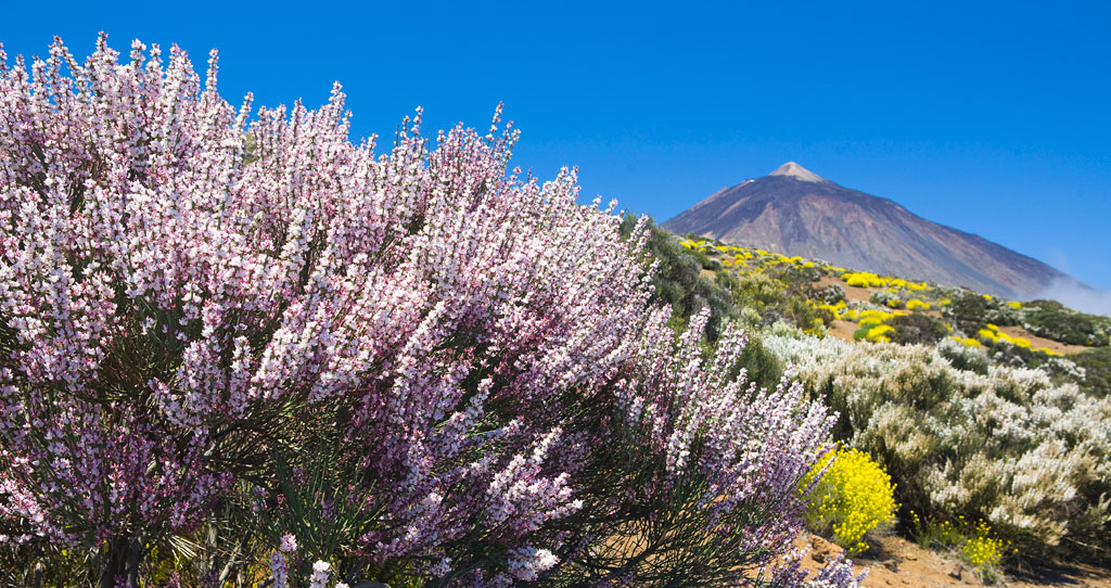 Blumen und der Gipfel des Monte Teide auf Teneriffa unter blauem Himmel.