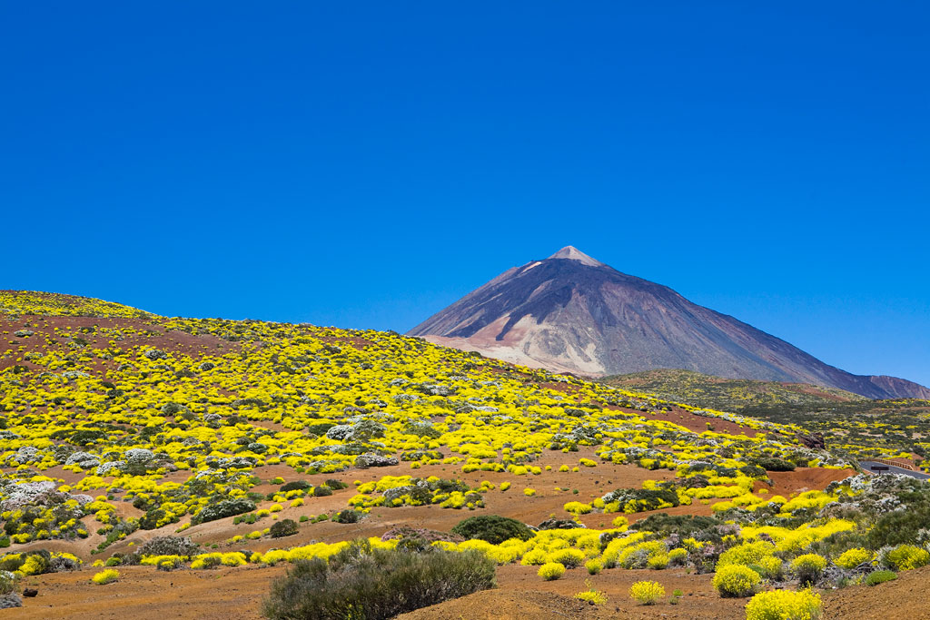 Landschaft von Teide auf Teneriffa mit gelber Vegetation auf vulkanischem Boden.