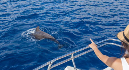 Delfin, der in der Nähe eines Bootes in den Gewässern von Teneriffa schwimmt.
