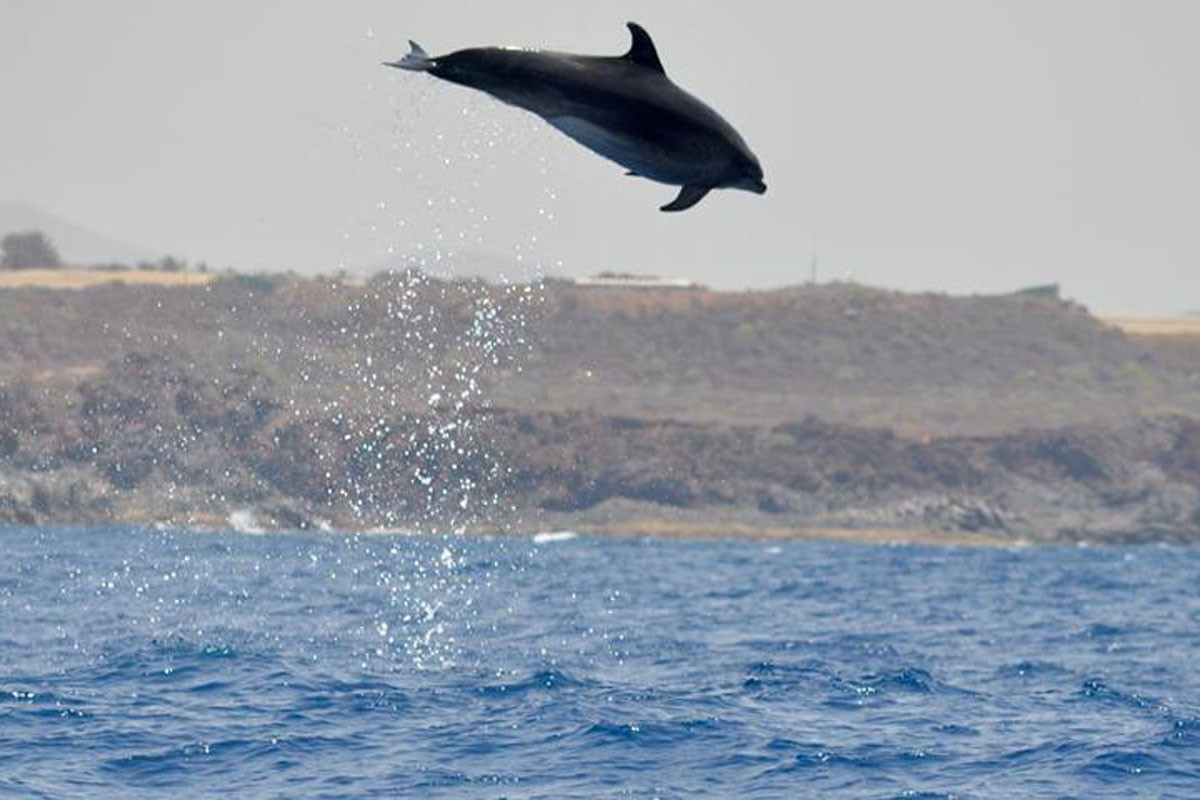 Delfine auf Teneriffa beobachten – auf keinen Fall verpassen